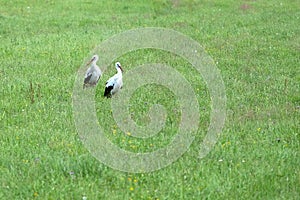 Pair of storks on the green meadow looking for food on sunny summer day
