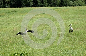 Pair of storks on the green meadow looking for food on sunny summer day