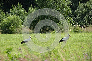 Pair of storks on the green meadow looking for food on sunny summer day