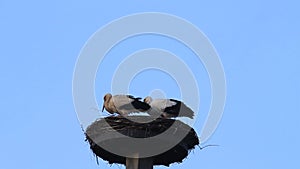 Pair storks in her nest, spring, blue sky, copy space