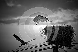 Pair of storks leaving the nest in search of food for their young.