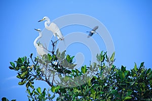 A pair of storks are in the mangrove tree photo