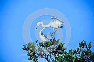 A pair of storks are in the mangrove tree photo