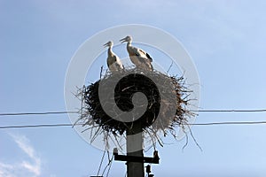 Pair of storks in the nest. 2 stork