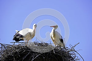 Pair of storks in a nest