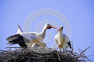 Pair of storks in a nest
