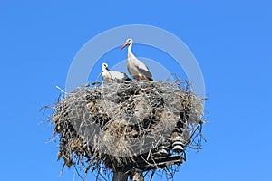 Pair of storks in the nest