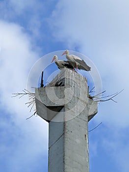 Pair of storks in the nest built on a high concrete pole against blue cloudy sky