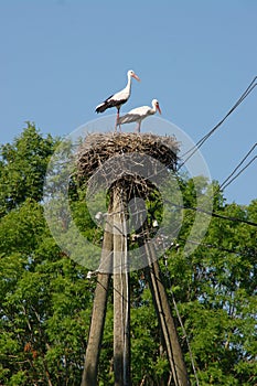 A pair of storks in a nest on a pole