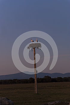 Pair of storks in a nest on top of a power pole at sunset in winter in Extremadura