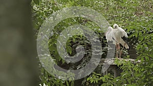 A pair of storks in a nest in windy weather.Black and white large storks in the reserve.Storks in the nest close-up in