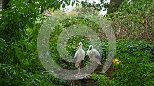 pair of storks in a nest in windy weather. Black and white storks in the reserve.