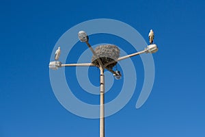 Pair of storks nesting on top of a street lamp in Faro, Algarve, Portugal.