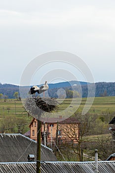 Pair of storks play in their nest above the pole