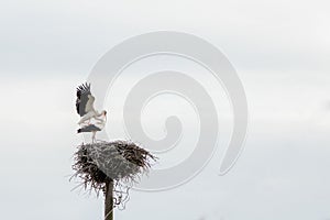 Pair of storks play in their nest above the pole