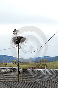 Pair of storks play in their nest above the pole