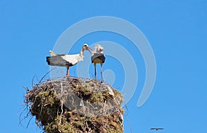 A pair of storks seeking for attention.