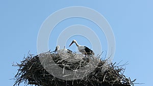 A pair of storks is sitting in a nest