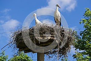 A pair of storks sitting in the nest placed in the park in summer, with blue cloudy sky in the background.