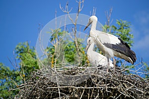 A pair of storks sitting in the nest placed in the park in summer, with blue cloudy sky in the background.