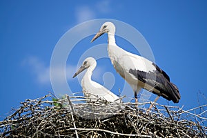 A pair of storks sitting in the nest placed in the park in summer, with blue cloudy sky in the background.