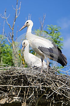 A pair of storks sitting in the nest placed in the park in summer, with blue cloudy sky in the background.