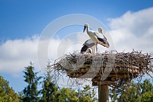 A pair of storks sitting in the nest placed in the park in summer, with blue cloudy sky in the background.