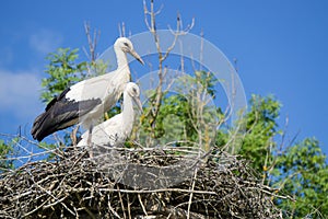 A pair of storks sitting in the nest placed in the park in summer, with blue cloudy sky in the background.