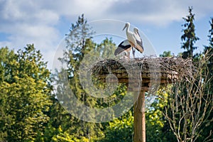 A pair of storks sitting in the nest placed in the park in summer, with blue cloudy sky in the background.