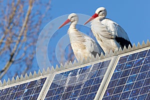 Pair of storks standing on a solar panel