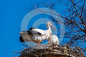 a pair of storks in their nest