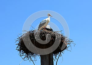 Pair of storks on their nest against a blue sky.