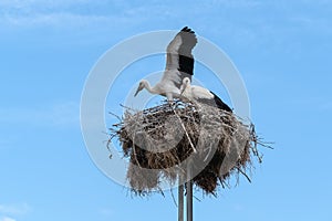 A pair of storks in their nest against blue sky