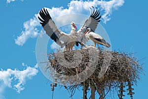 Pair of Storks with their three chicks