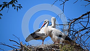 A pair of storks together in their nest
