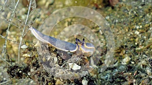 Pair of Striped sea slug