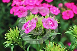 A Pair of Stunning Dianthus Seguieri or Sequier's Pink Flowers Growing in the Garden