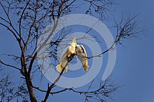 A pair of Sulphur-Crested Cockatoos (Cacatua galerita) expressing love