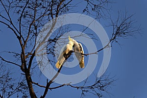 A pair of Sulphur-Crested Cockatoos (Cacatua galerita) expressing love