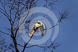 A pair of Sulphur-Crested Cockatoos (Cacatua galerita) expressing love