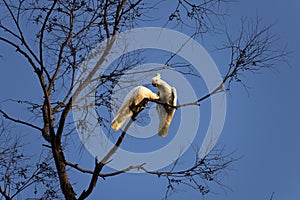 A pair of Sulphur-Crested Cockatoos (Cacatua galerita) expressing love