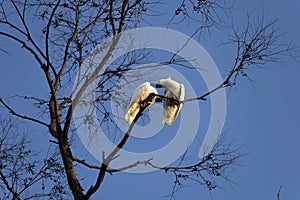 A pair of Sulphur-Crested Cockatoos (Cacatua galerita) expressing love