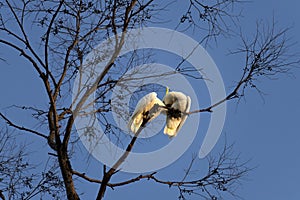 A pair of Sulphur-Crested Cockatoos (Cacatua galerita) expressing love