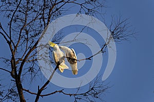 A pair of Sulphur-Crested Cockatoos (Cacatua galerita) kissing on the branch of a tree