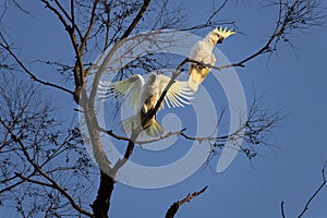 A pair of Sulphur-Crested Cockatoos (Cacatua galerita) perching on the branch of a tree