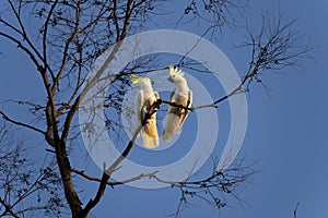 A pair of Sulphur-Crested Cockatoos (Cacatua galerita) perching on the branch of a tree