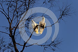 A pair of Sulphur-Crested Cockatoos (Cacatua galerita) perching on the branch of a tree