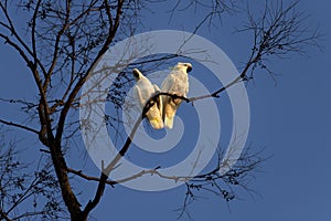 A pair of Sulphur-Crested Cockatoos (Cacatua galerita) perching on the branch of a tree