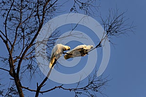 A pair of Sulphur-Crested Cockatoos (Cacatua galerita) perching on the branch of a tree