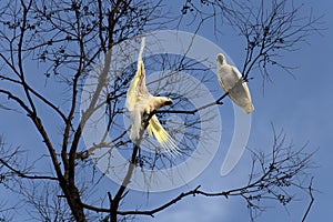 A pair of Sulphur-Crested Cockatoos (Cacatua galerita) perching on the branch of a tree